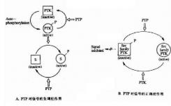 確定了阻斷參與免疫應(yīng)答的膜受體的分子機(jī)制