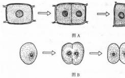 細(xì)胞分裂過(guò)程中強(qiáng)大而穩(wěn)定的力量