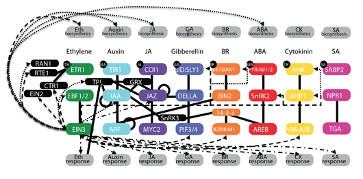 科學(xué)家發(fā)現(xiàn)了數(shù)千種由乙烯氣體激活的植物基因