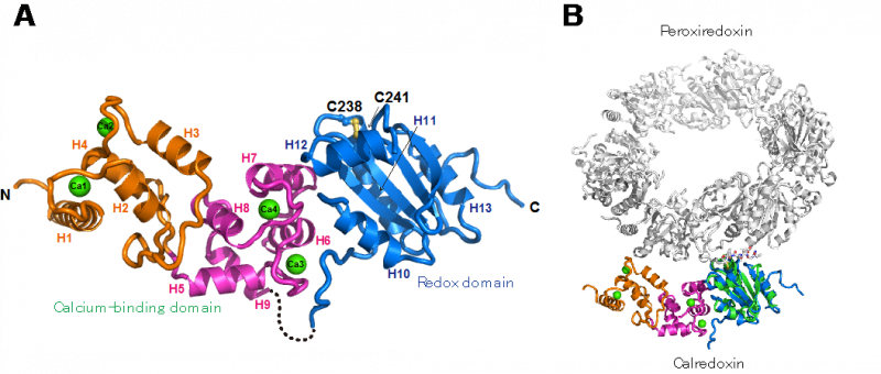 Calredoxin 一種促進(jìn)有效光合作用的新型蛋白質(zhì)