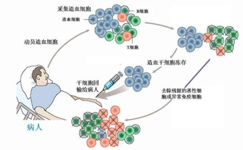 科學(xué)家闡明了一種更安全的干細(xì)胞治療方法