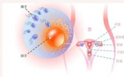 深入了解胚胎中精子和卵細(xì)胞前體的發(fā)育情況