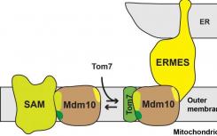研究人員展示了分子桶結(jié)構(gòu)如何在線粒體中發(fā)揮各種功能