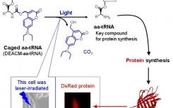 光反應(yīng)性化合物可以通過(guò)光控制蛋白質(zhì)合成