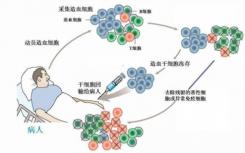 科學(xué)家闡明了一種更安全的干細(xì)胞治療方法