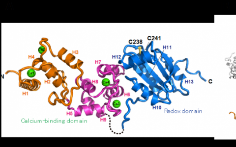 Calredoxin 一種促進(jìn)有效光合作用的新型蛋白質(zhì)