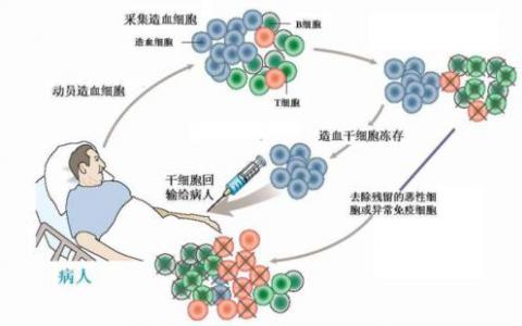 科學(xué)家闡明了一種更安全的干細(xì)胞治療方法