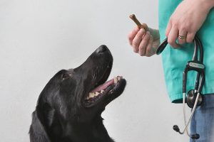 為什么拉布拉多獵犬往往很古怪