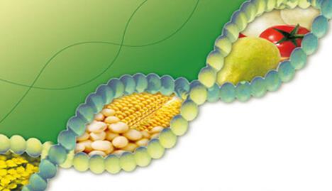 有史以來最大規(guī)模的研究揭示了轉(zhuǎn)基因作物對環(huán)境的影響
