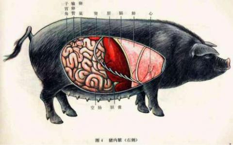 豬腸道中有超過700萬個細菌基因