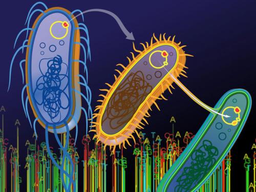 中國研究人員描述了細菌間抗性基因交換的世界