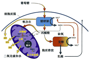 新方法能夠?qū)€粒體代謝物進(jìn)行絕對(duì)定量