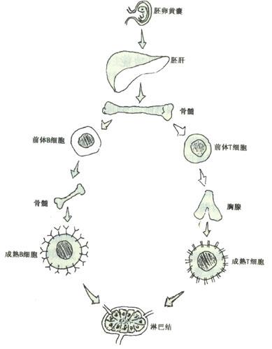 科學家開發(fā)了新技術來追蹤細胞的發(fā)育過程