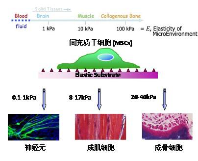 新機(jī)制闡明細(xì)胞如何遷移