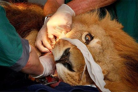 生病的動物通過將自己與同齡人隔離來限制疾病的傳播