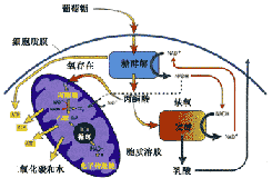 新方法能夠?qū)€粒體代謝物進行絕對定量