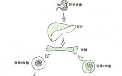 科學家開發(fā)了新技術(shù)來追蹤細胞的發(fā)育過程