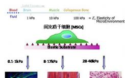 新機(jī)制闡明細(xì)胞如何遷移