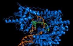阻斷人類分支DNA酶提供了針對(duì)癌癥的關(guān)鍵酶家族的新方法