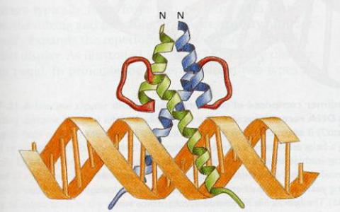 DNA結(jié)構(gòu)影響轉(zhuǎn)錄因子的功能