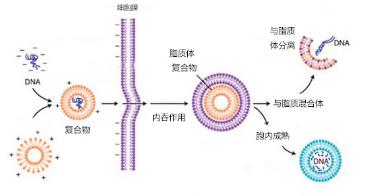 新工具使研究人員能夠快速操縱哺乳動(dòng)物細(xì)胞中的蛋白質(zhì)水平