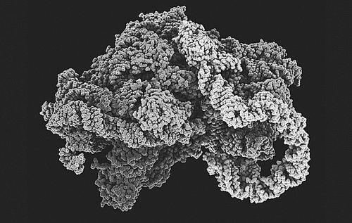 Orthosomycins與任何其他抗生素未使用的細(xì)菌核糖體位點結(jié)合