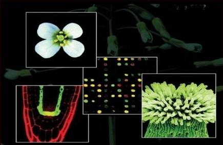 在擬南芥的1001個(gè)基因組和表觀基因組中發(fā)現(xiàn)了廣泛的變異