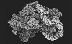 Orthosomycins與任何其他抗生素未使用的細(xì)菌核糖體位點(diǎn)結(jié)合