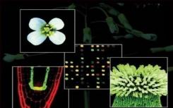 在擬南芥的1001個(gè)基因組和表觀基因組中發(fā)現(xiàn)了廣泛的變異