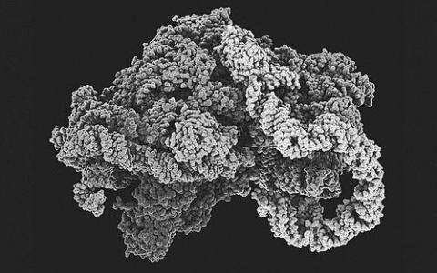 Orthosomycins與任何其他抗生素未使用的細菌核糖體位點結合