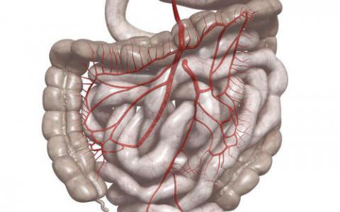 工程人體結(jié)腸模型可以幫助癌癥研究