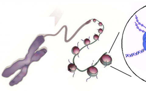 對組蛋白的新研究提供了對基因調控的更好理解