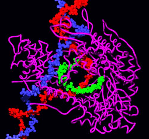 納米級(jí)顯微技術(shù)使科學(xué)家能夠精確定位大腦中的RNA分子