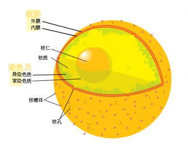 在人類細(xì)胞核中發(fā)現(xiàn)一種全新的標(biāo)記