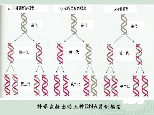 DNA復制和轉錄過程中的碰撞有助于誘變