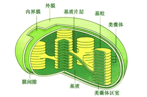 研究人員發(fā)現(xiàn)了兩種調(diào)節(jié)葉綠體功能并促進植物存活的氧化還原級聯(lián)反應