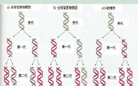 DNA復(fù)制和轉(zhuǎn)錄過程中的碰撞有助于誘變