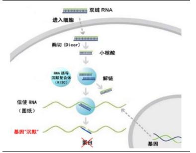 什么是CRISPR 怎么能用它來關(guān)閉基因