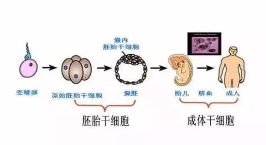 科學家證實重編程的成體干細胞與胚胎干細胞相同