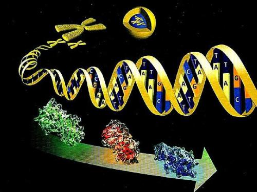 羅格斯研究人員展示了基因激活蛋白的工作原理
