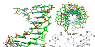 雙面分子在DNA鏈之間滑動