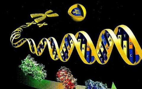 羅格斯研究人員展示了基因激活蛋白的工作原理