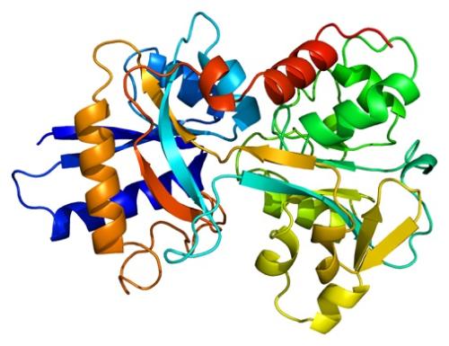 科學(xué)家們發(fā)現(xiàn)了蛋白質(zhì)結(jié)構(gòu)和功能之間的進(jìn)化聯(lián)系