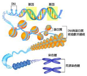 對張力敏感的分子有助于細胞準(zhǔn)確地分割染色體