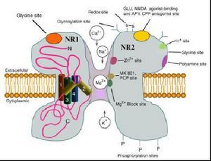 NMDA受體的第一個(gè)結(jié)構(gòu)觀點(diǎn)將有助于藥物開發(fā)