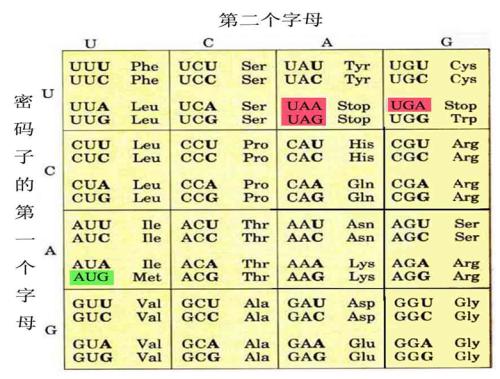 發(fā)現遺傳密碼演變的基本限制