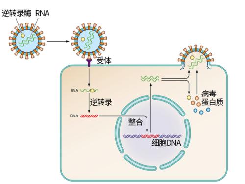 逆轉錄病毒DNA需要時間找到它的家 但插入發(fā)生在眨眼間