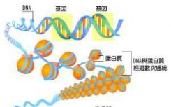 對張力敏感的分子有助于細(xì)胞準(zhǔn)確地分割染色體