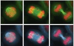 團(tuán)隊(duì)研究染色體錯誤分離