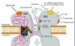 NMDA受體的第一個結(jié)構(gòu)觀點(diǎn)將有助于藥物開發(fā)